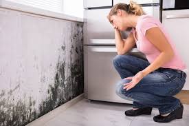 Best Black Mold Removal in Goodview, MN